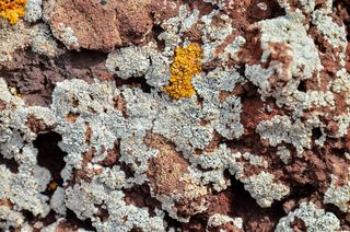 Lichen growing on a rock.