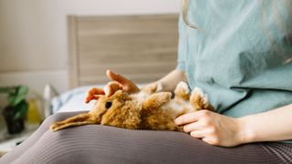 Rabbit sitting on woman's lap