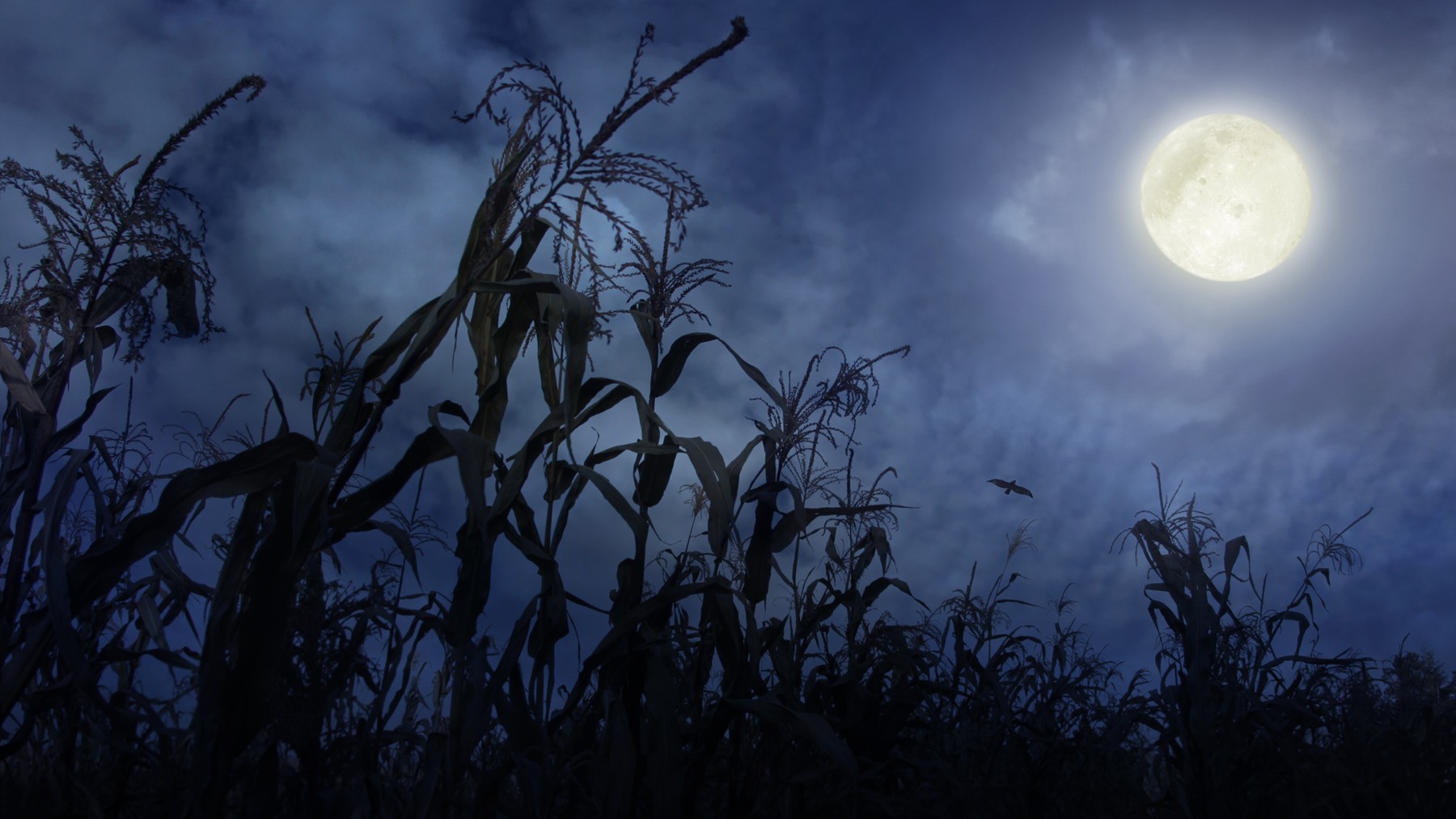 A composite image of the full moon rising over a corn field