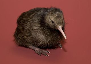 kiwi-chick-smithsonian-101004-02