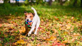  Dog playing fetch in autumn park with colorful toy ball