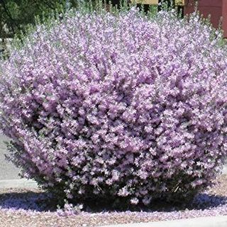 Texas sage with lilac blooms