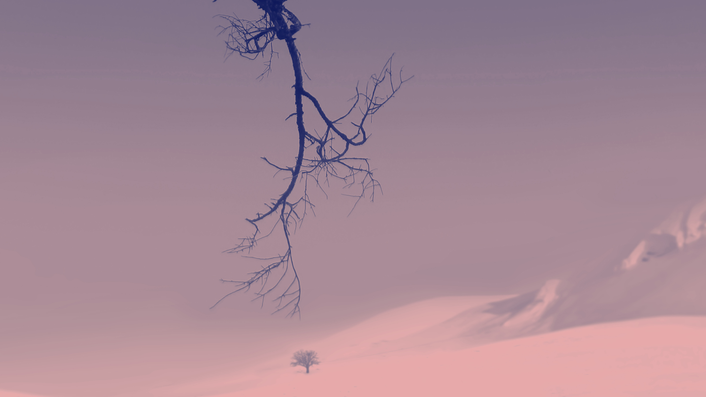 A barren tree branch hangs above a misty, snow-covered landscape with a solitary tree in the distance, under a pastel sky