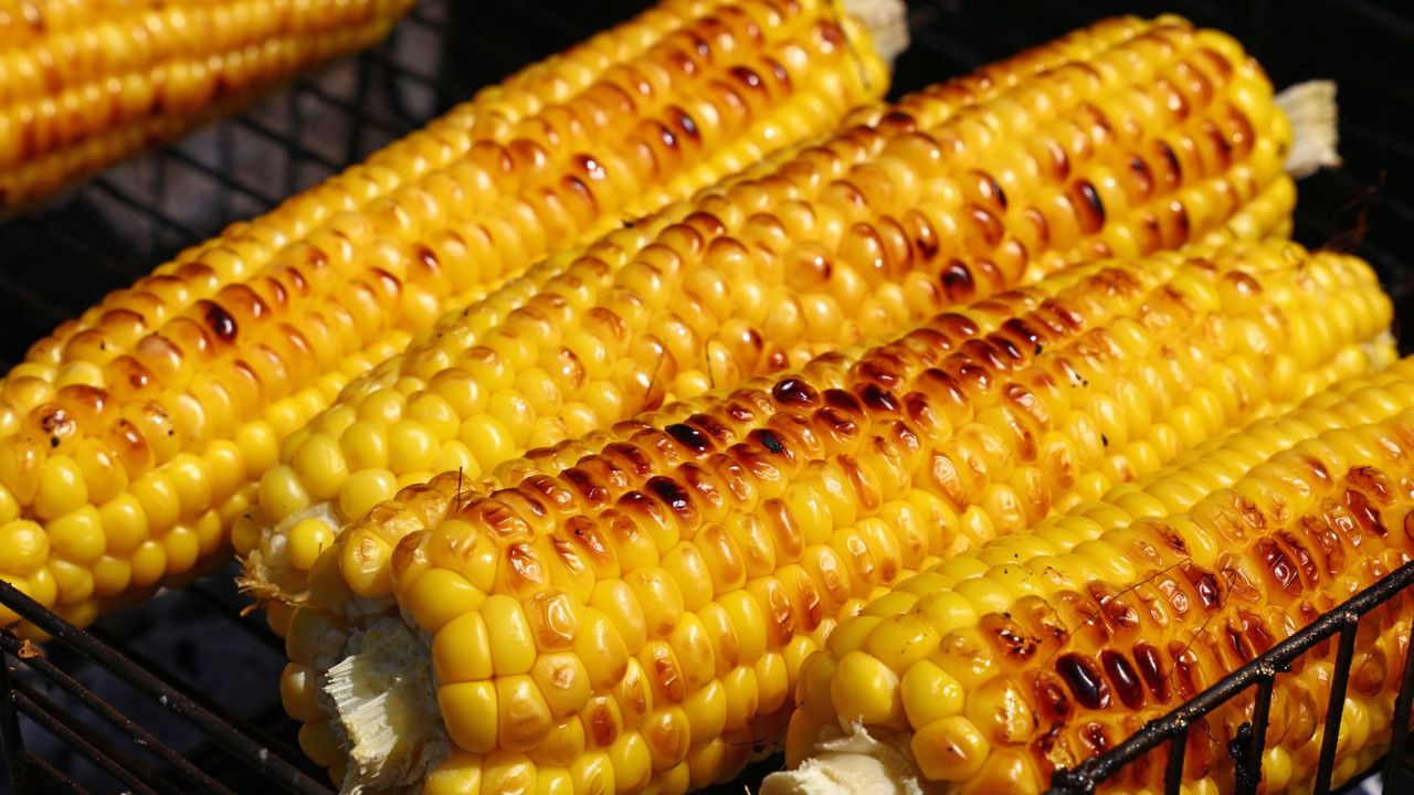 An extreme close up of four corncobs cooked on a charcoal grill