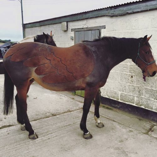 “This is my friend’s 20-year-old thoroughbred type that I clipped who at times thinks she can fly” — Shelley Francis