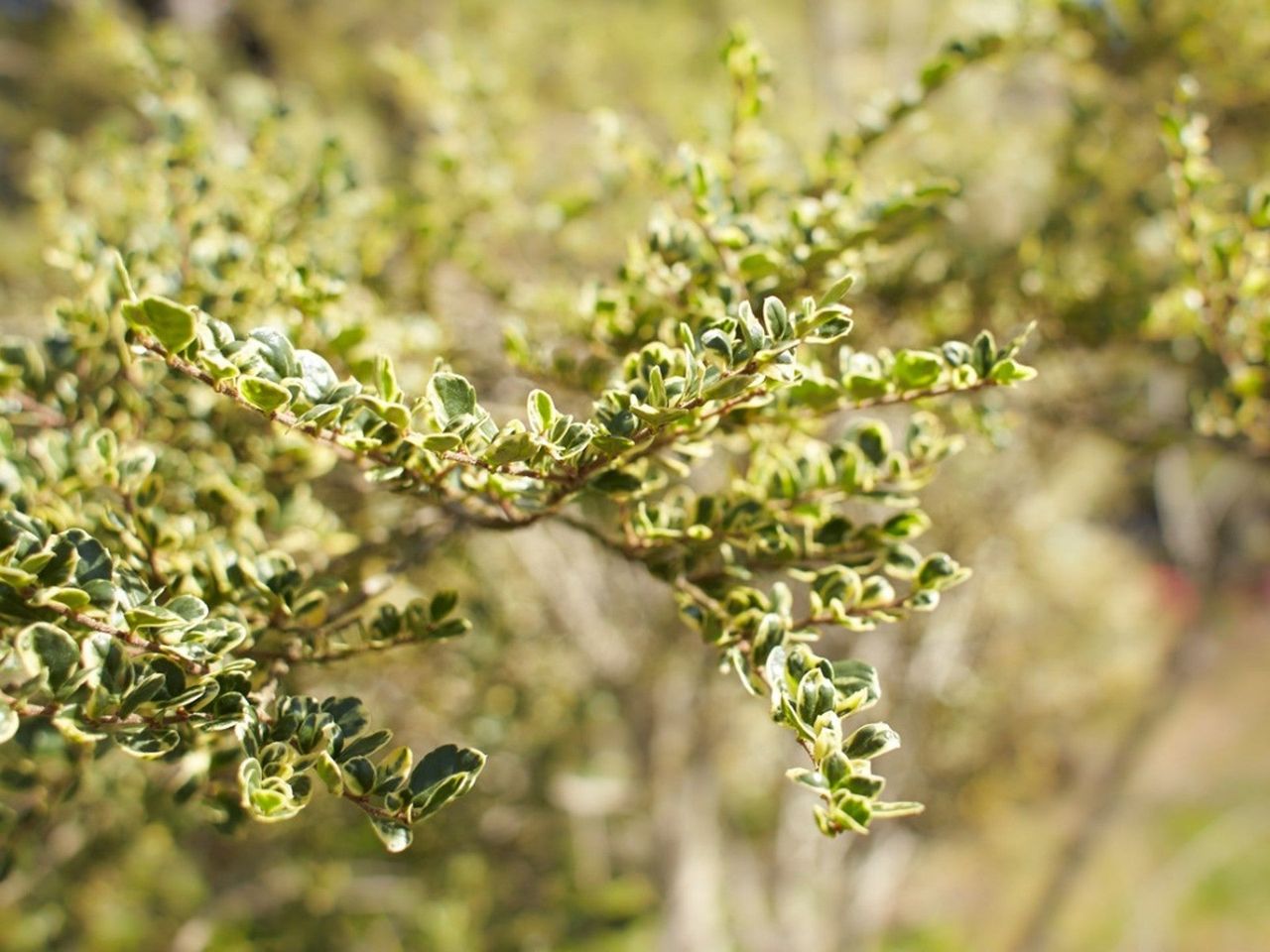 Closeup of a branch of boxleaf azara in shades of light and dark green