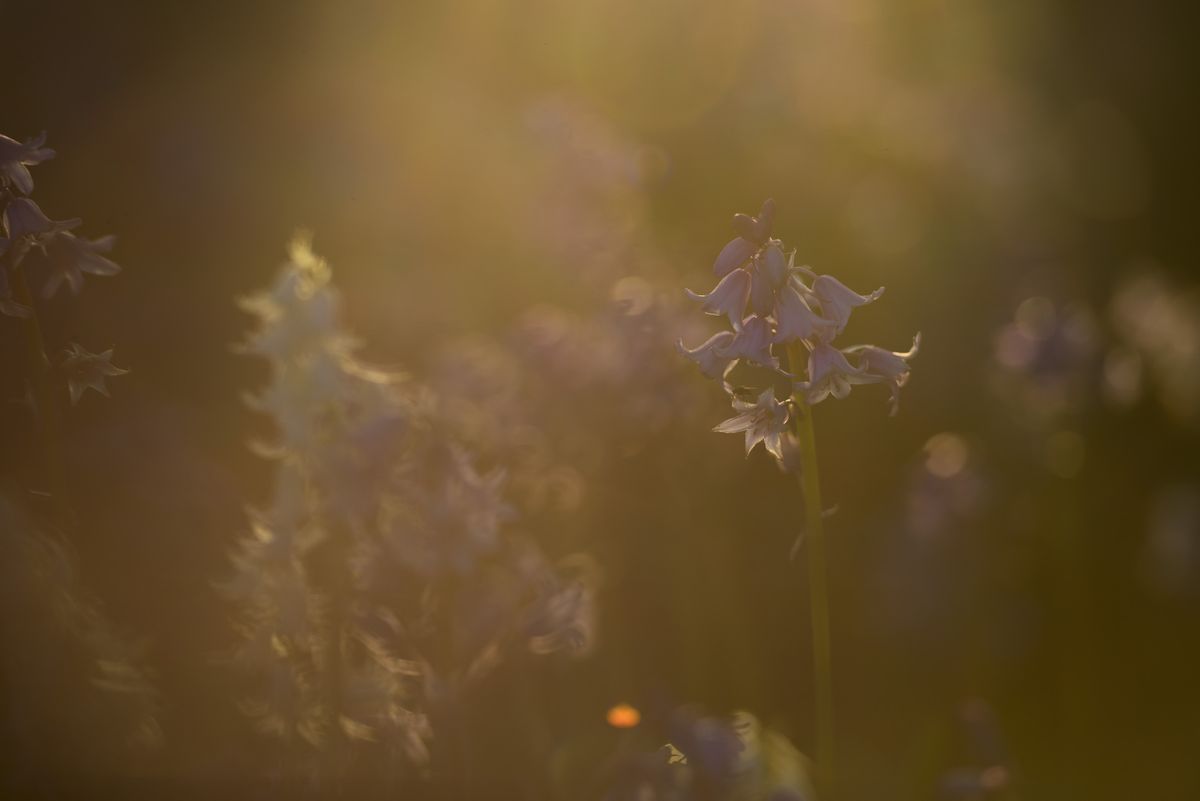 Bluebell woodland scene