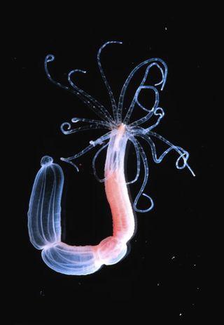 A starlet sea anemone polyp.