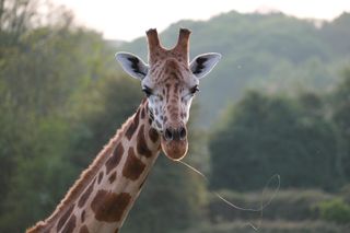 Giraffe in a field looking straight into the camera