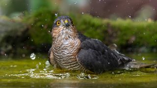 British bird against background of green foliage photographed by Andy Green