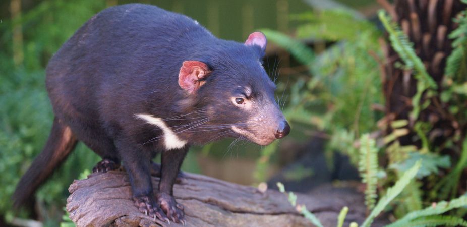 Tasmanian devil, facial tumor, transmissible cancer