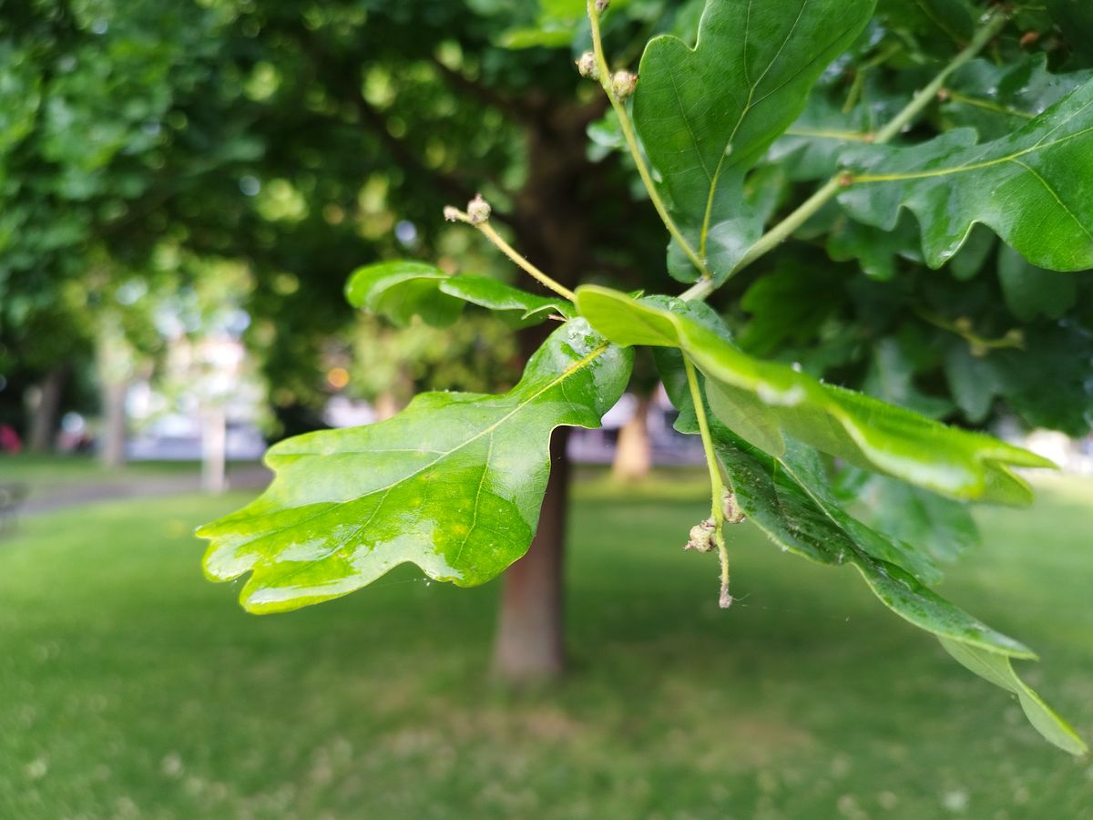 Photo taken on Redmi Note 11 Pro 5G