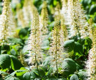 bottlebrush buckeye showing tall white flowerheads