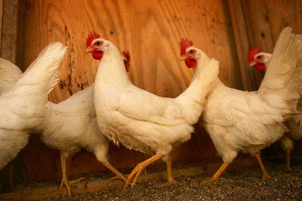 A chicken is being investigated for crossing the road. 