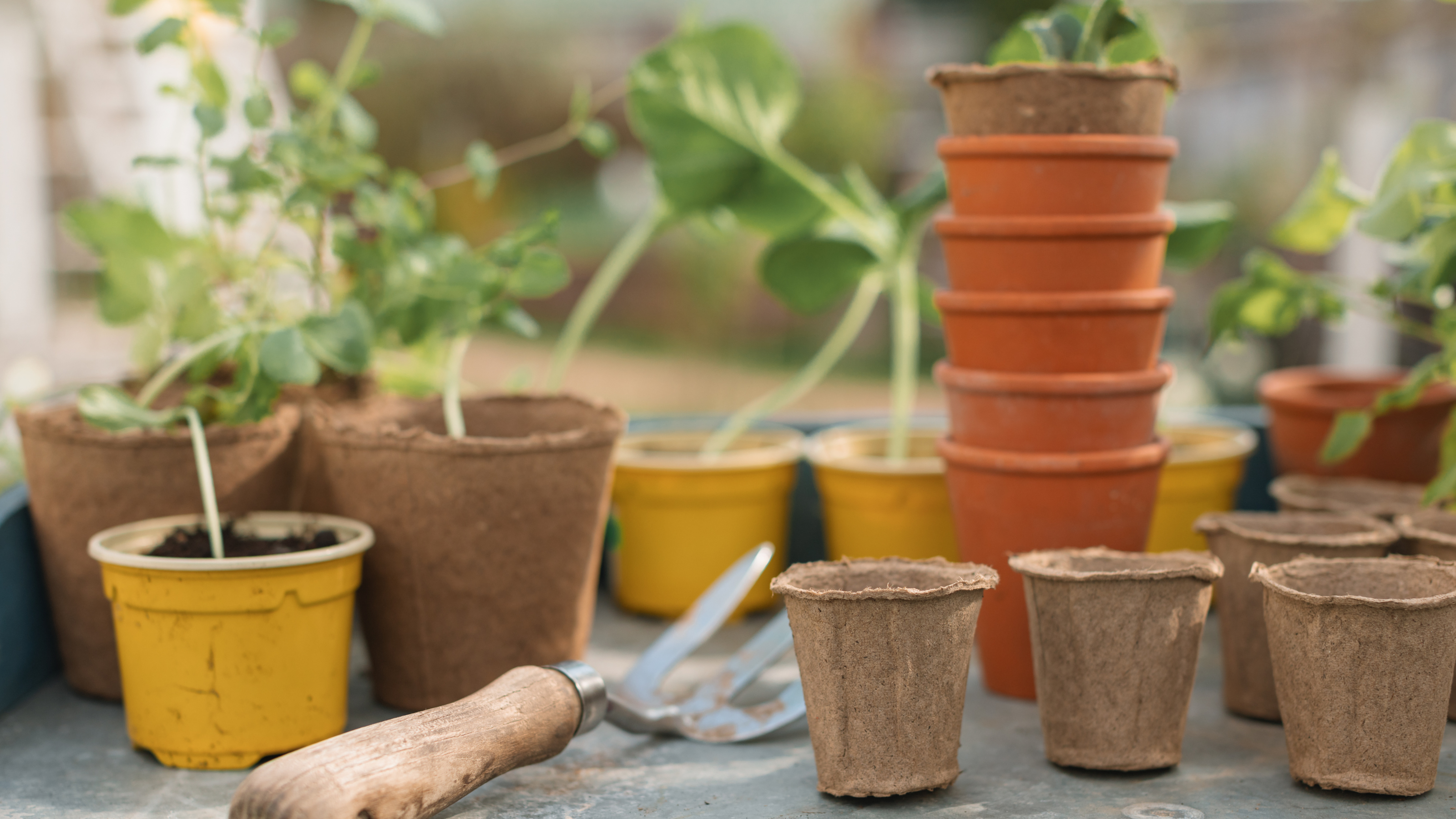Close-up of flower pots, seedlings and a gardening fork on a garden table - stock photo