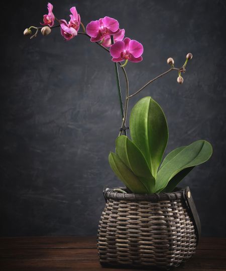 Phalaenopsis orchid flower 