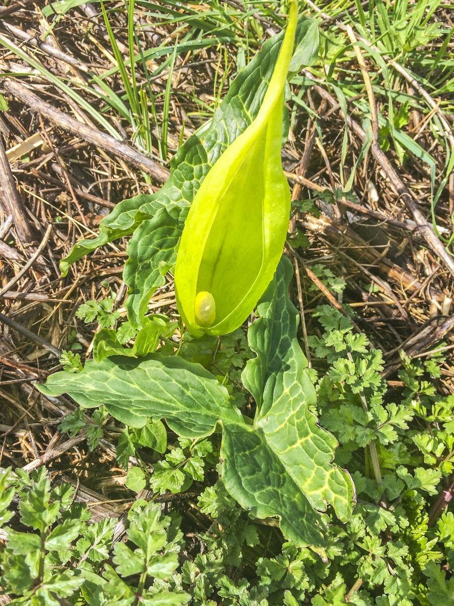 Arum Plant