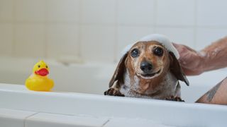 Shot of an adorable dog getting bathed by his owner at home.