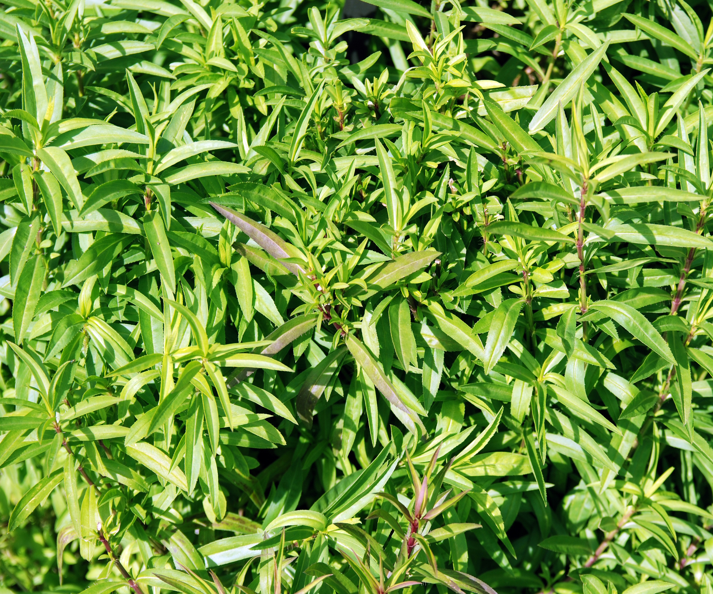 Mexican tarragon