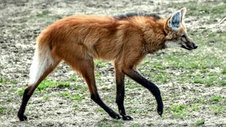 A maned wolf, largest canid of South America, walks in his enclosure at the zoo park of Lille, northern France, on February 11, 2019.