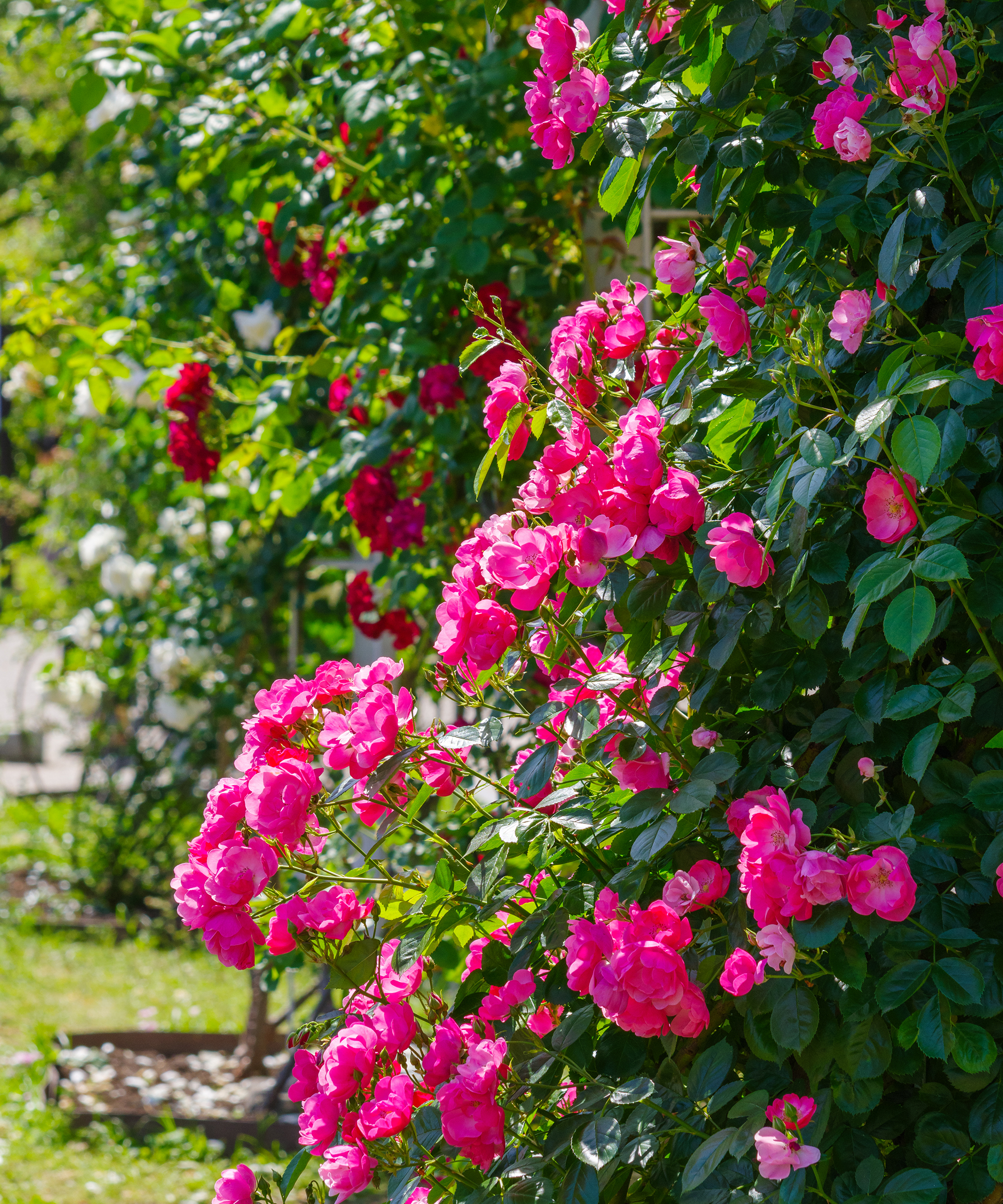 Roses in garden with some shade