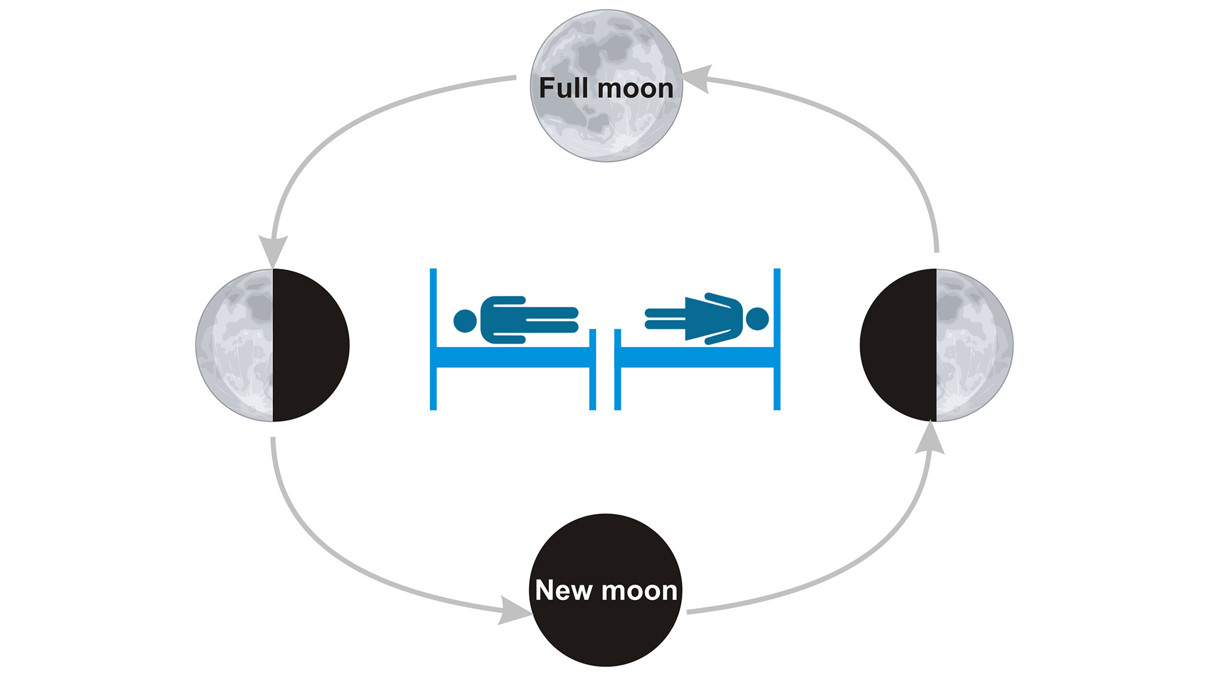 Diagram mewakili siklus bulan