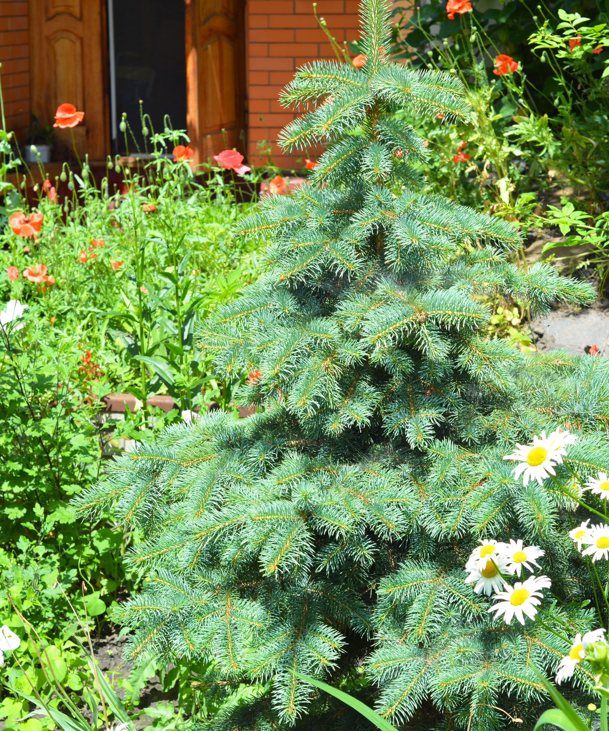 Christmas tree planted in the garden with flowering plants
