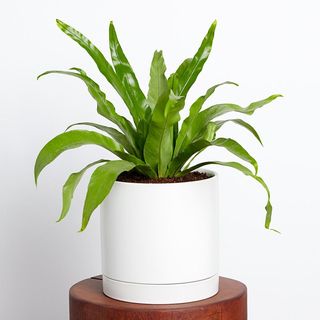 Bird's nest fern in white pot 