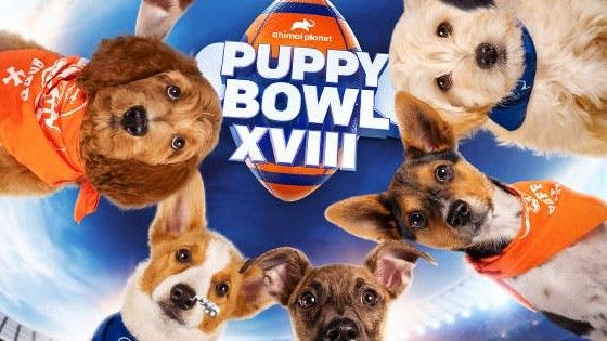 Puppy Bowl adoptable dogs - Four big breeds in need of a loving home ...