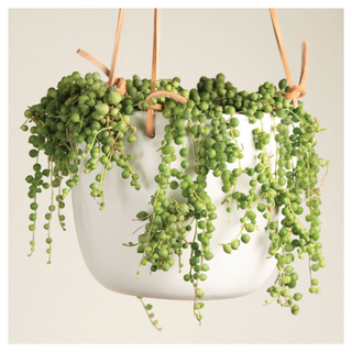 A close-up of a hanging string of pearls plant