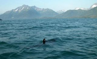 A salmon shark's dorsal fin pokes above the water, satellite tag attached, in the Gulf of Alaska.