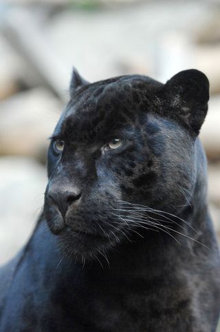 Edinburgh Zoo's male jaguar, Mowgli.