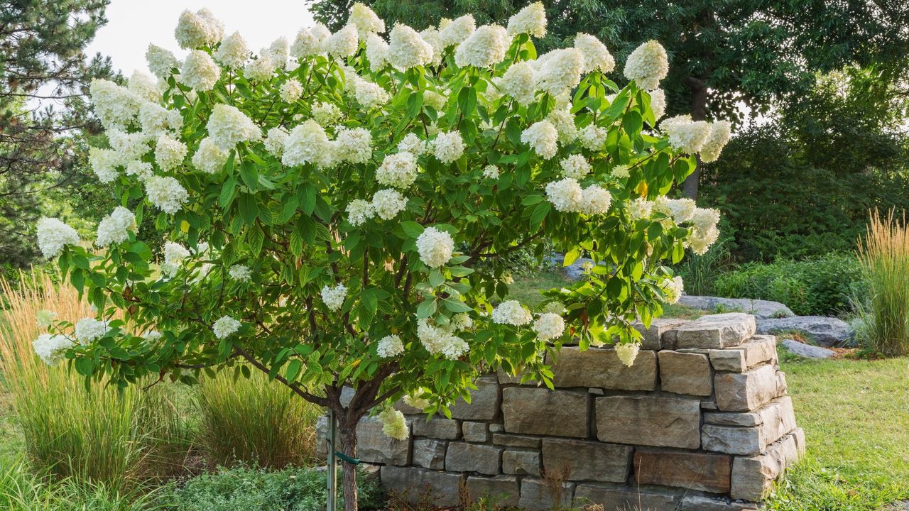 A white flowering hydrangea tree 