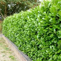 Prunus laurocerasus 'Rotundifolia' |  from £24.99 at Crocus