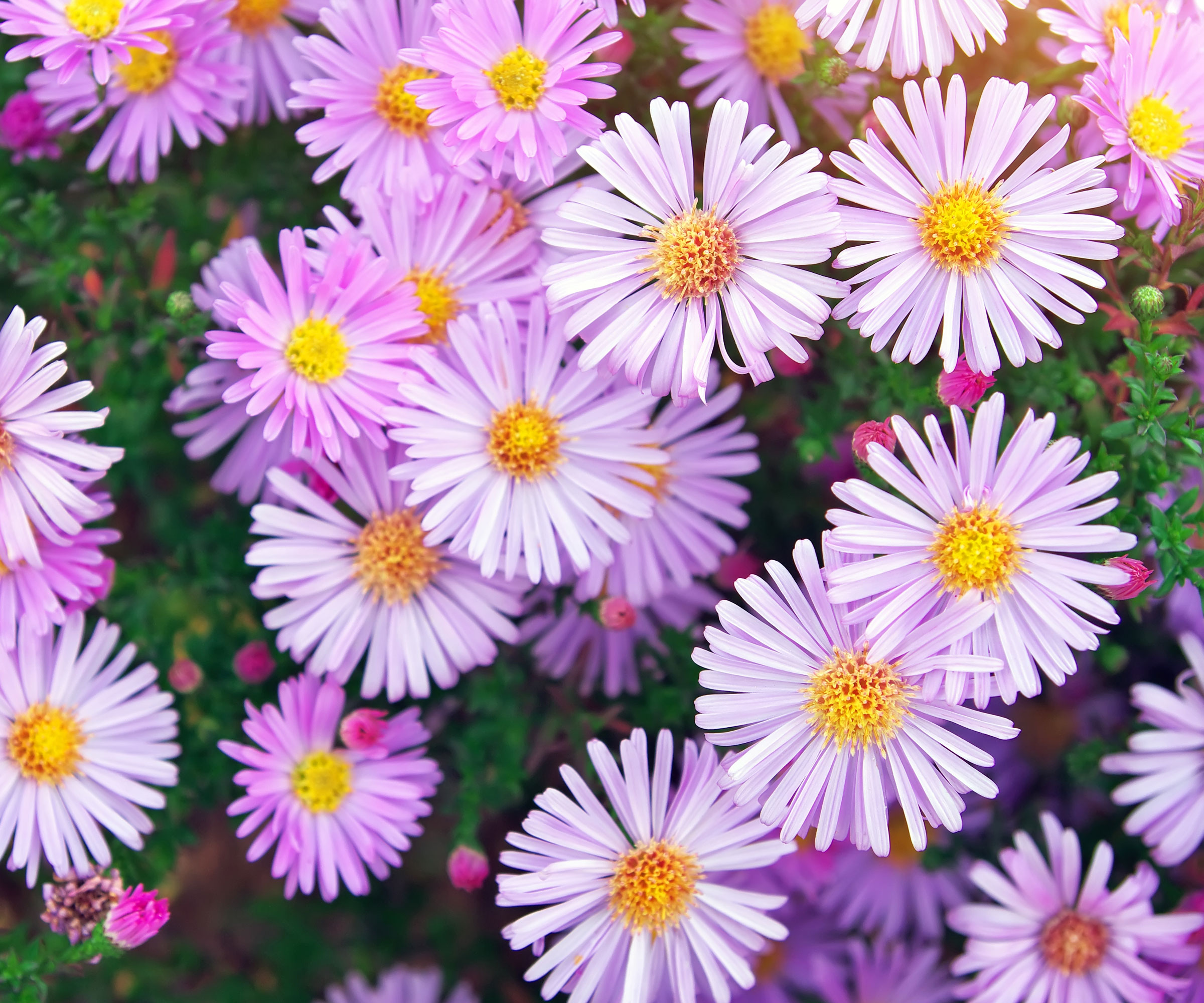 pale pink aster flowers with yellow centers