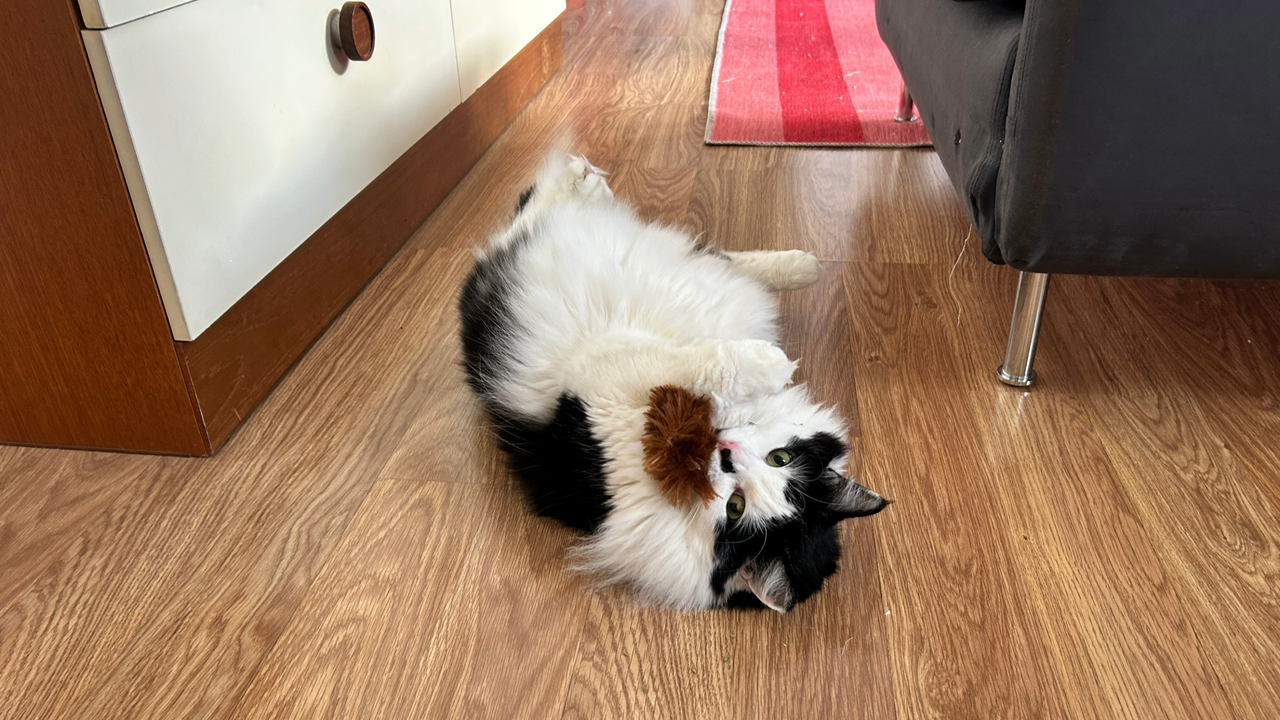 Megan's cat Tofu rolling on her back with the Kong Hedgehog Catnip toy, one of the best catnip toys, in her mouth