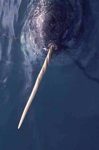 A narwhal in the waters off northwest Greenland.