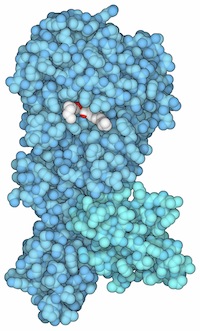 Medicines aimed at controlling weight may interact with specific proteins.