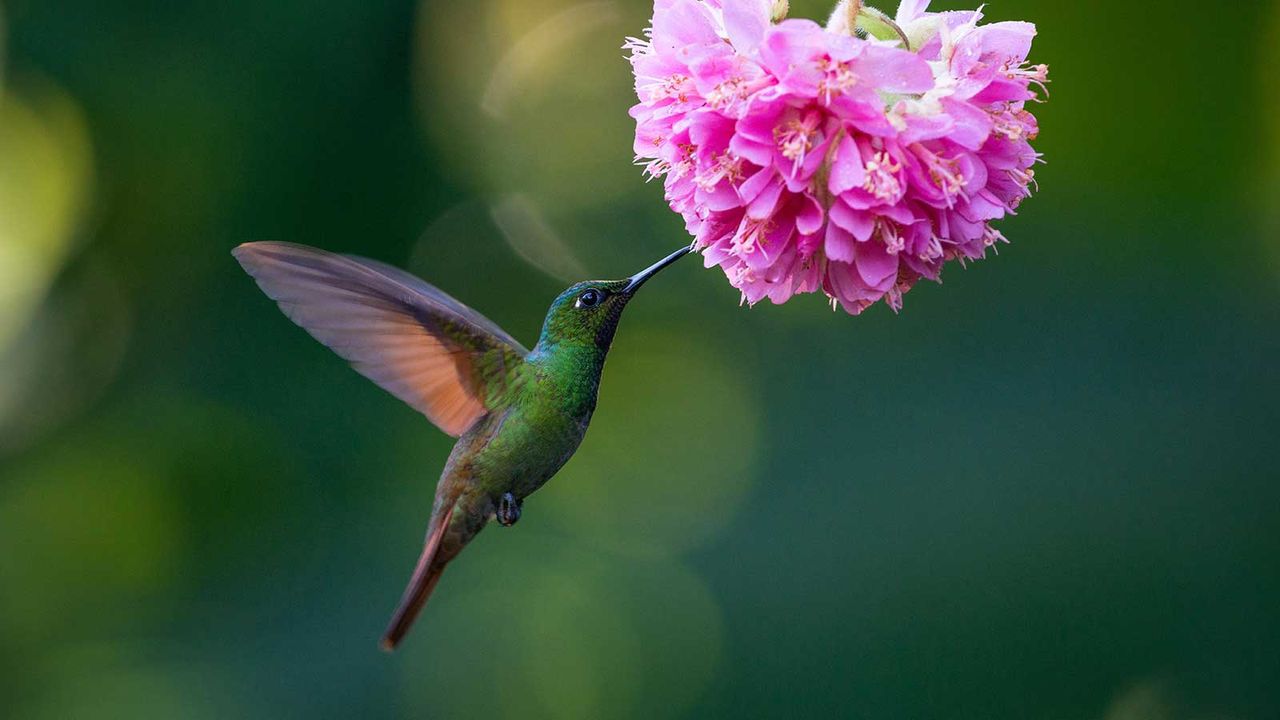 green hummingbird and pink flower