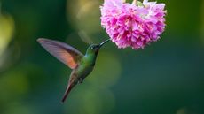 green hummingbird and pink flower