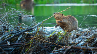 Beaver by water