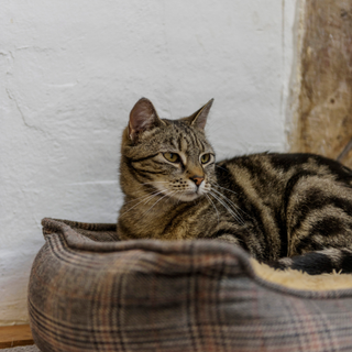 Cat on tartan pet bed