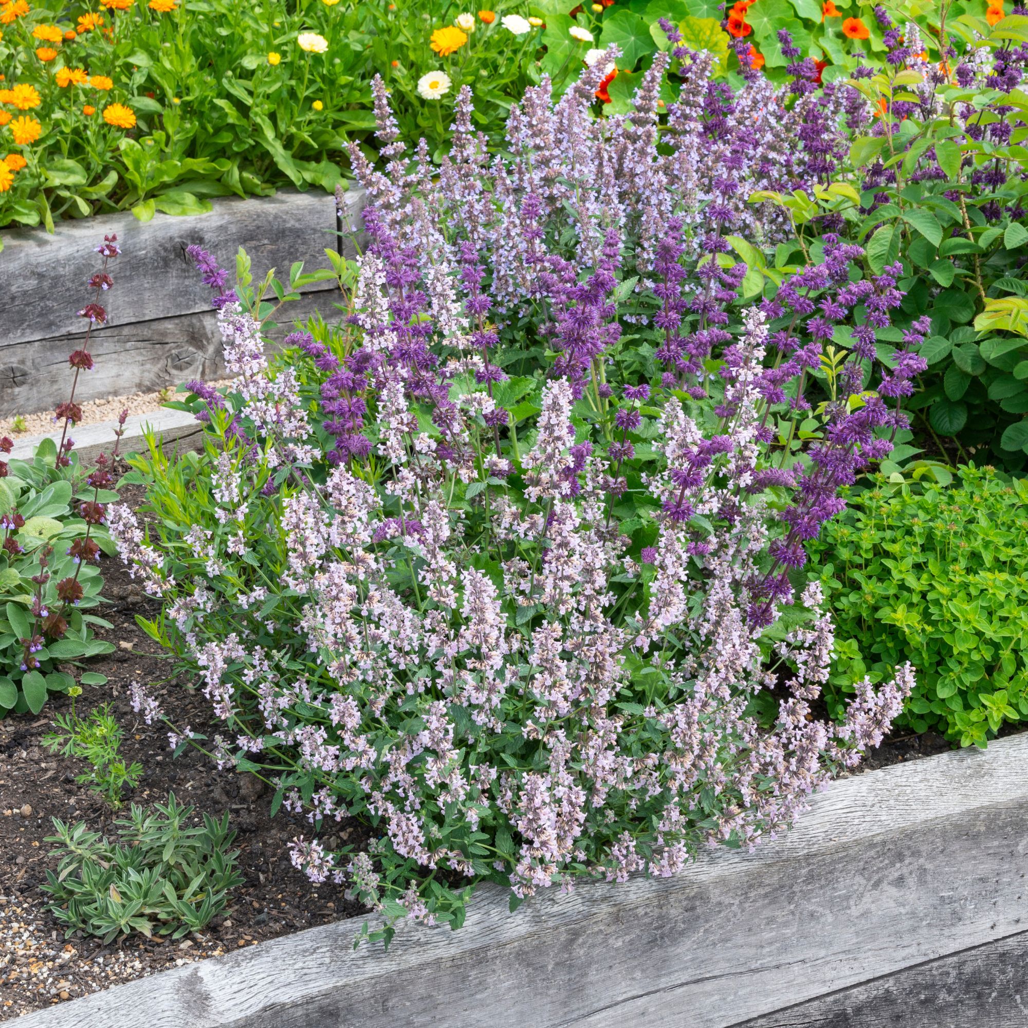 lavender and catmint in raised bed