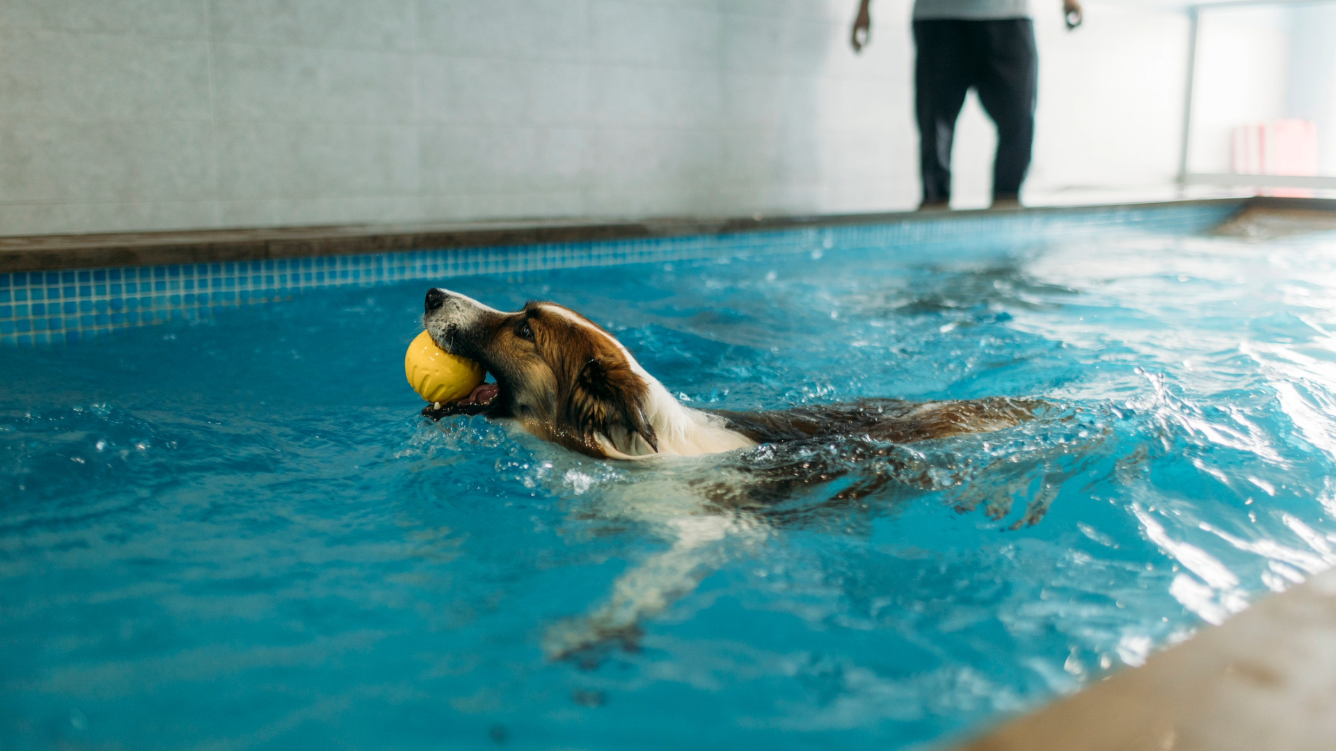 A dog holding a ball in its mouth during a hydrotherapy session 