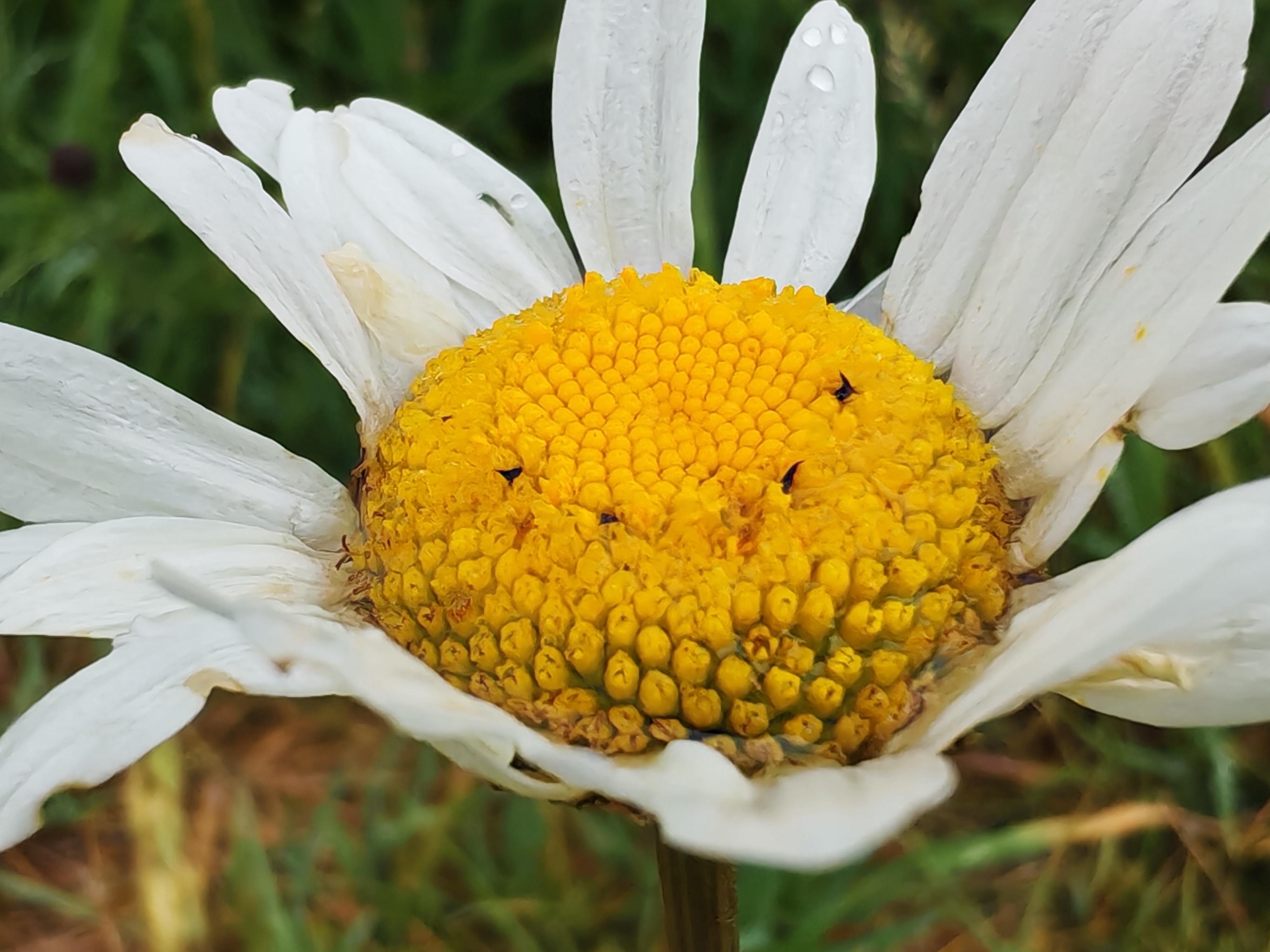 Honor 400 Pro sample images