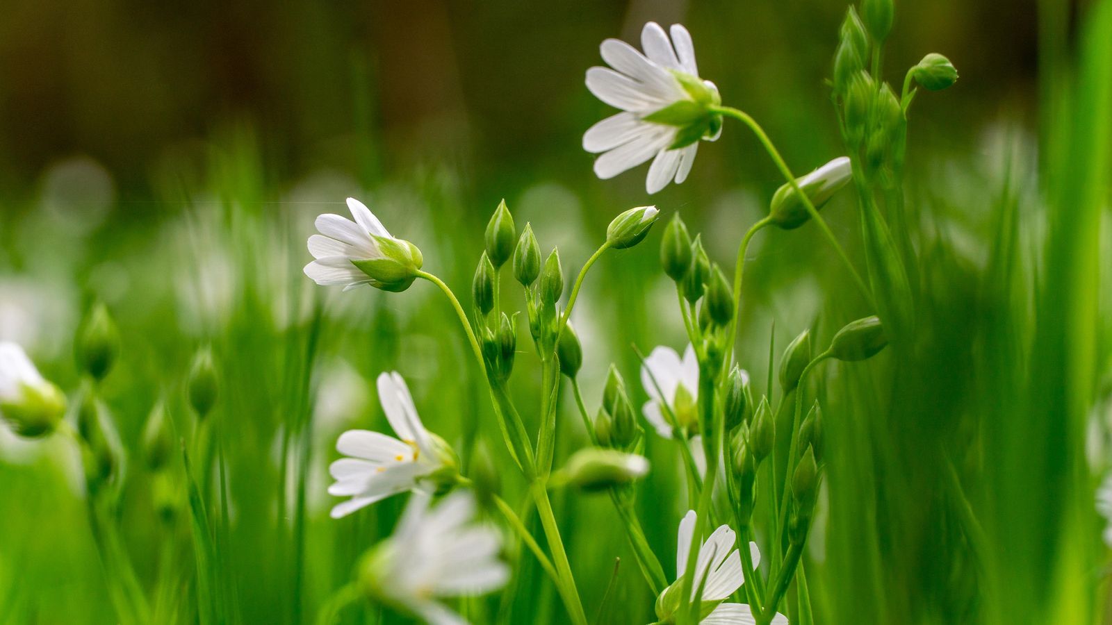 Monty Don's Weeding Tip Will Help You Get Rid Of Weeds For Good ...