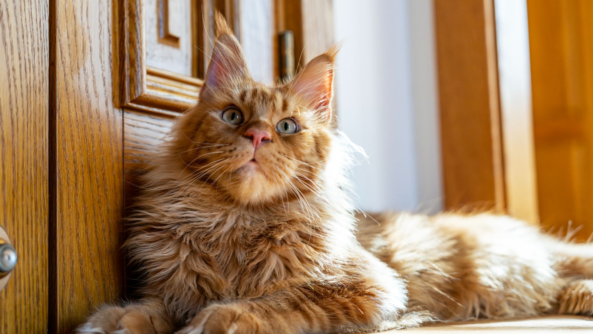 ginger maine coon cat