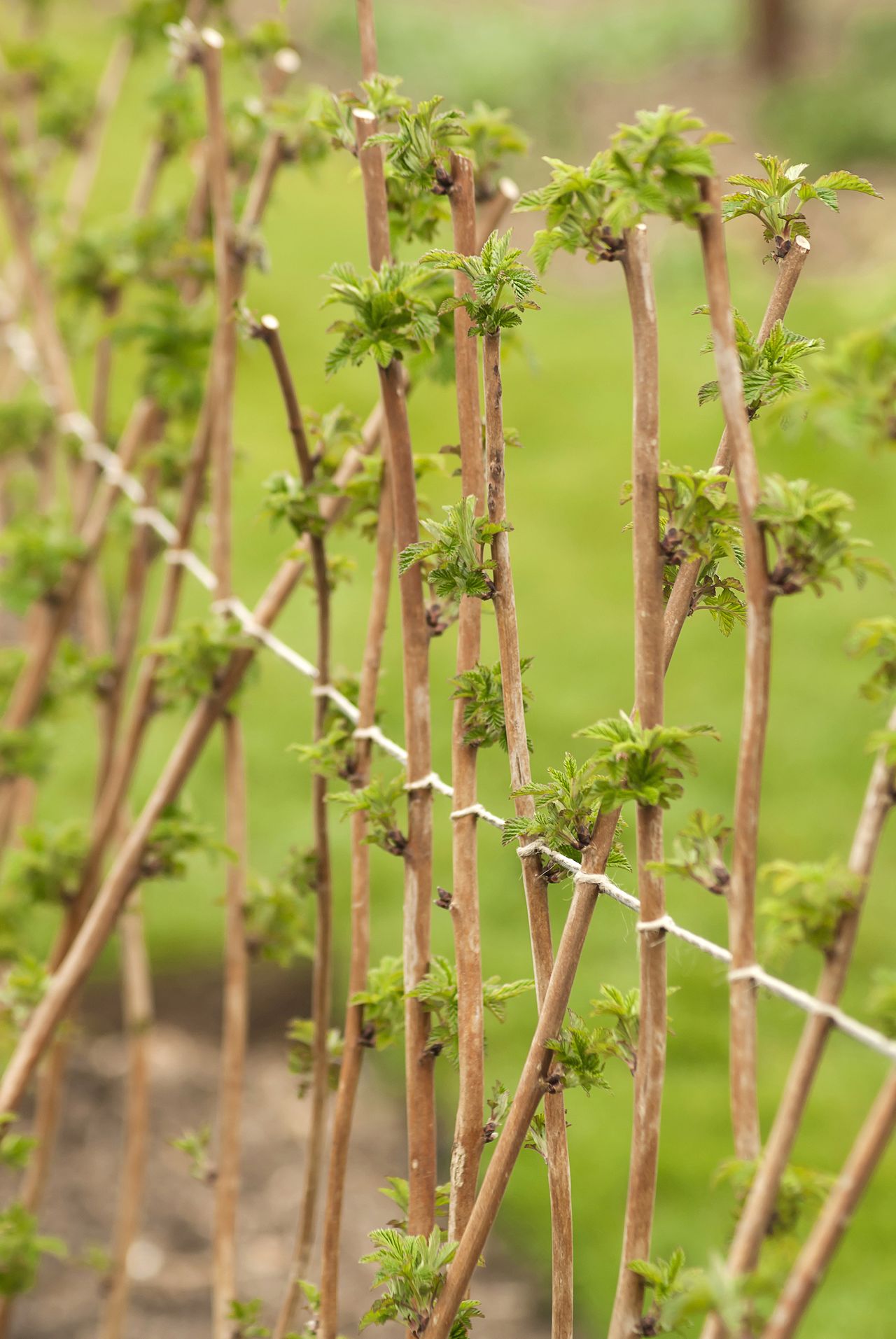 How To Prune Raspberry Bushes | Homes & Gardens