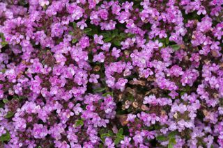 Close-up image of Creeping Thyme flowers in a residential front yard garden