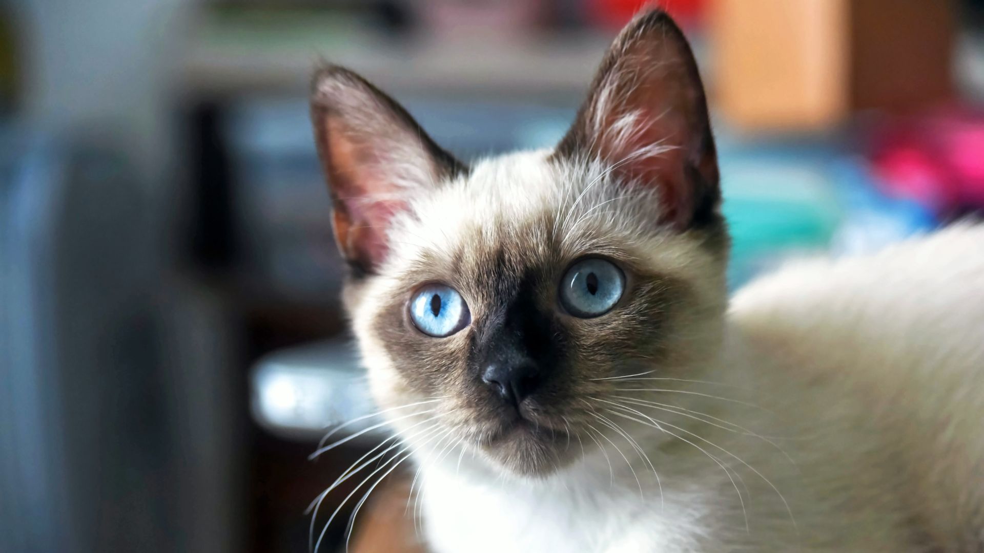 siamese cat with dark ears and face and bright blue eyes